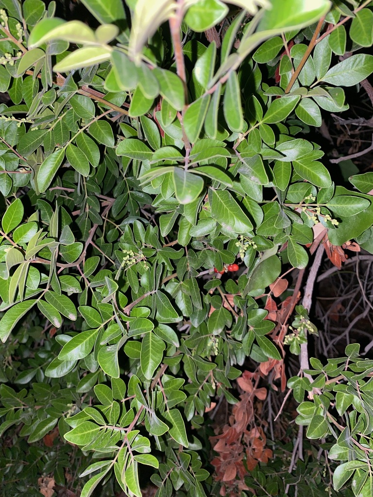 sumacs from san antonio on October 8, 2023 at 1025 PM by ailana_o