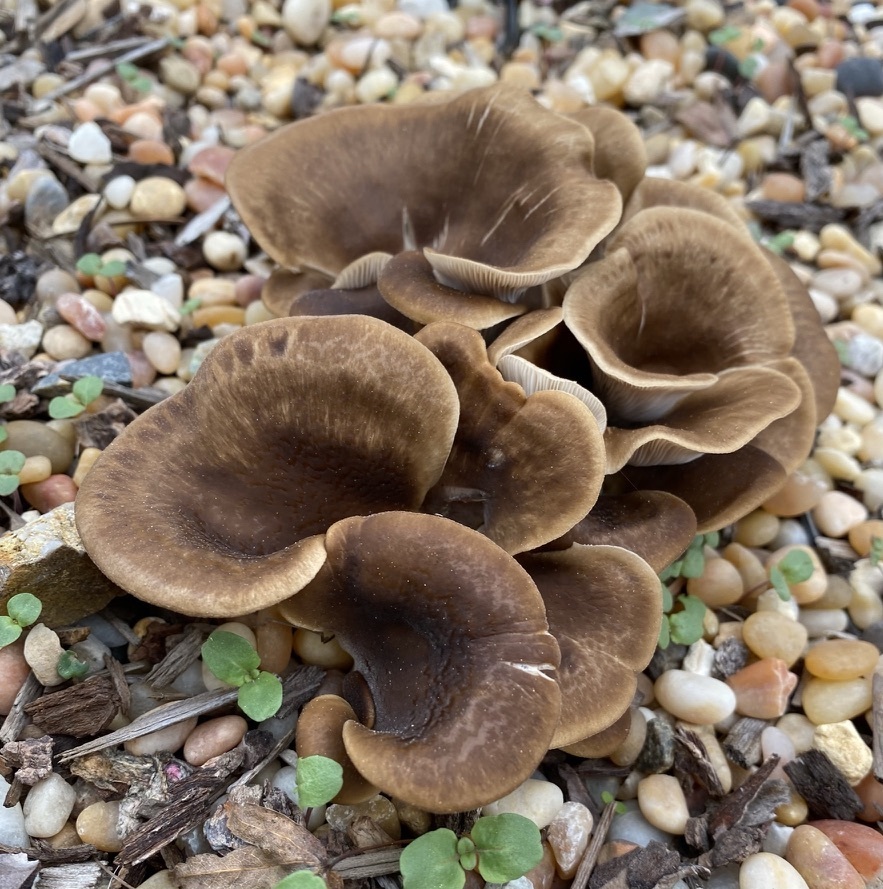 Shoehorn Oyster from Oakmore, Oakland, CA, USA on November 5, 2021 at 0417 PM by Beth Wurzburg