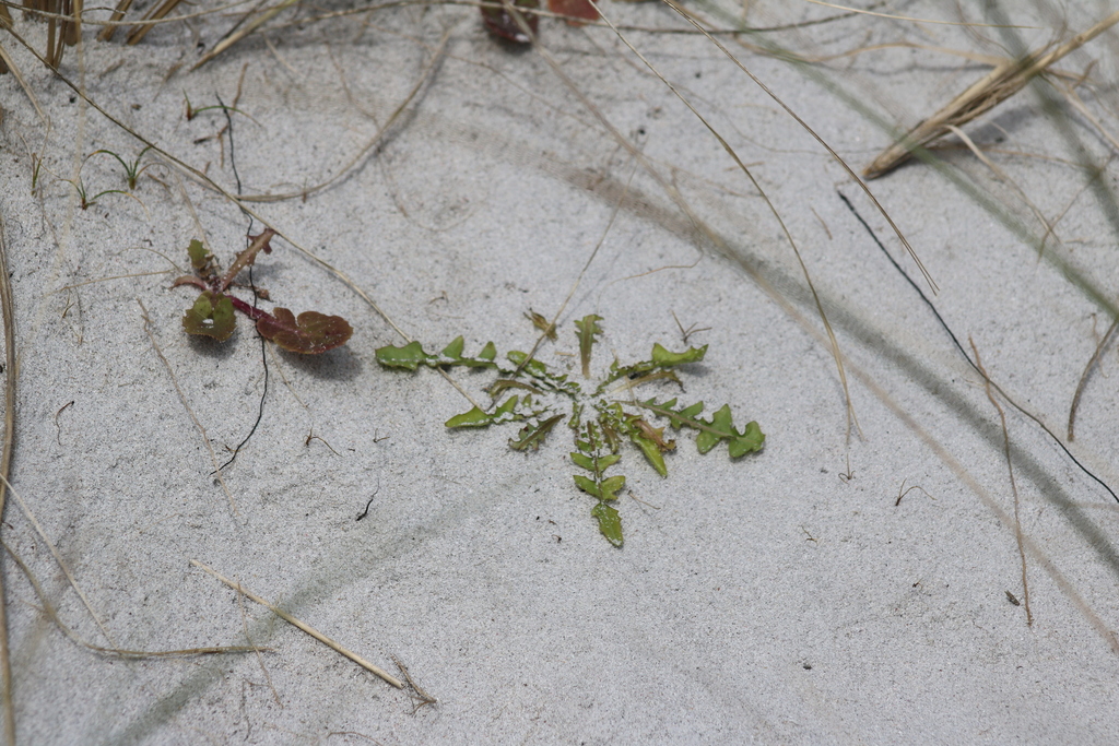 plants from Chatham Islands Territory, New Zealand on October 4, 2023