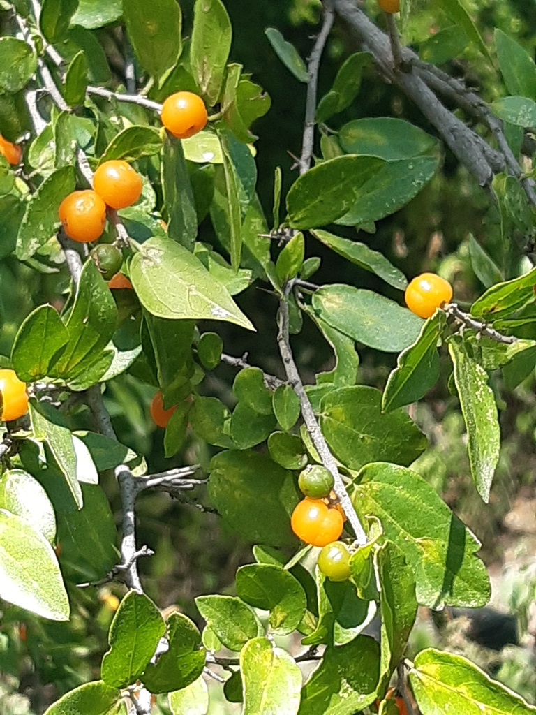 spiny hackberry from 76229 Qro., México on October 9, 2023 at 1212 PM