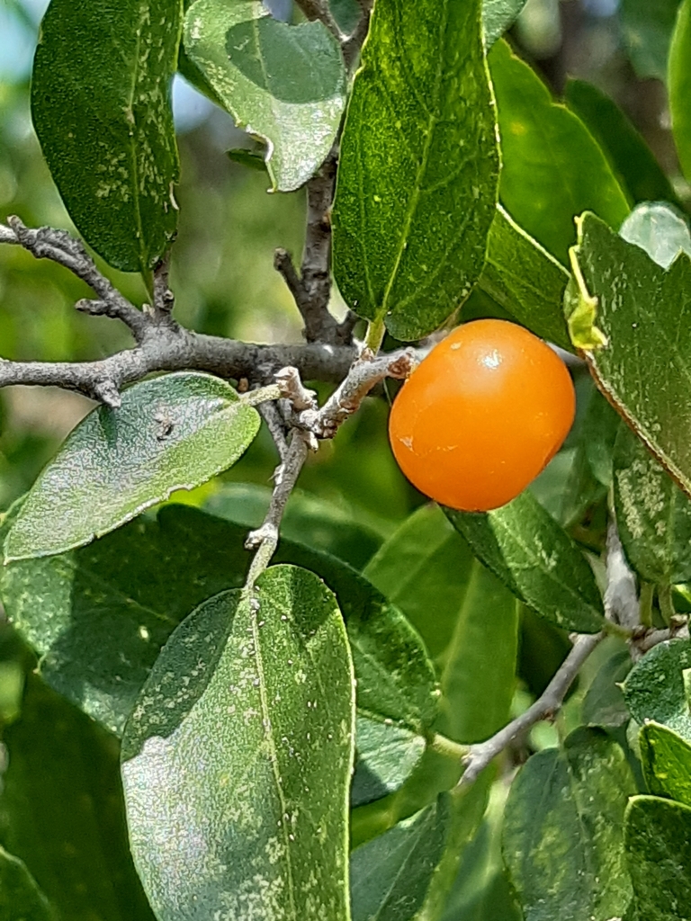 spiny hackberry from 76229 Qro., México on October 9, 2023 at 1246 PM