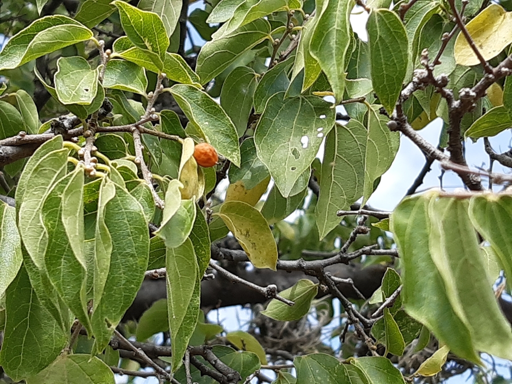 spiny hackberry from 76229 Qro., México on October 9, 2023 at 0118 PM