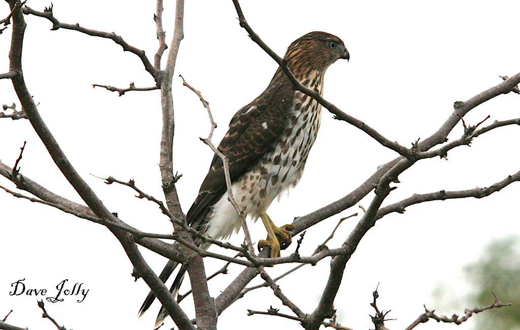 Cooper's Hawk from Byron, London, ON, Canada on October 11, 2023 at 12