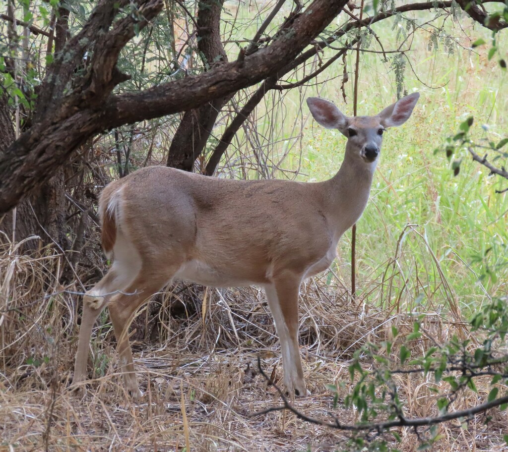 Whitetailed Deer from 150 Blue Heaven Road, Patagonia, AZ 85624 on