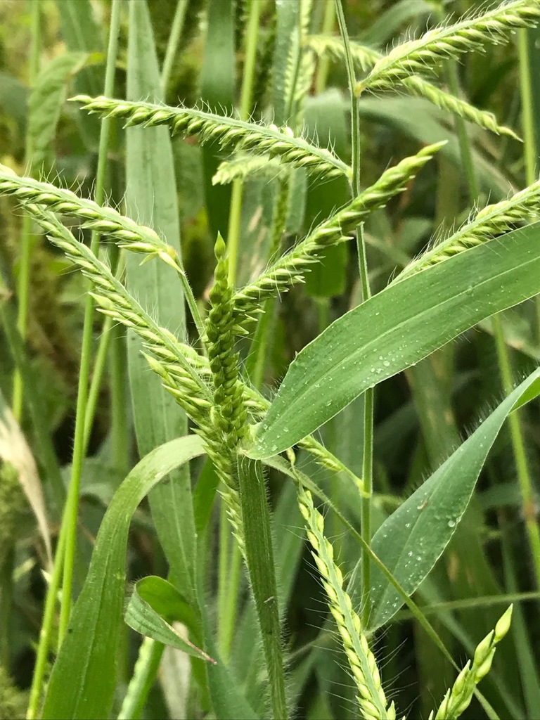 Brachiaria eruciformis (Grasses of Southern Africa) · BioDiversity4All