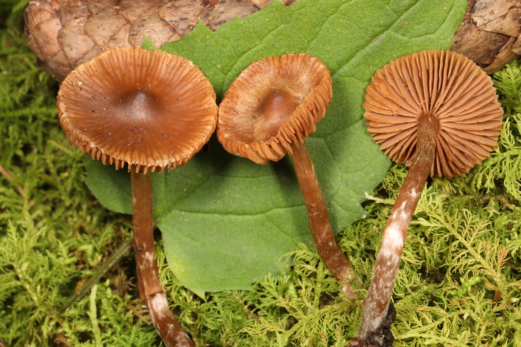 caps from 943 Glades Pike, Somerset, PA 15501, USA on October 13