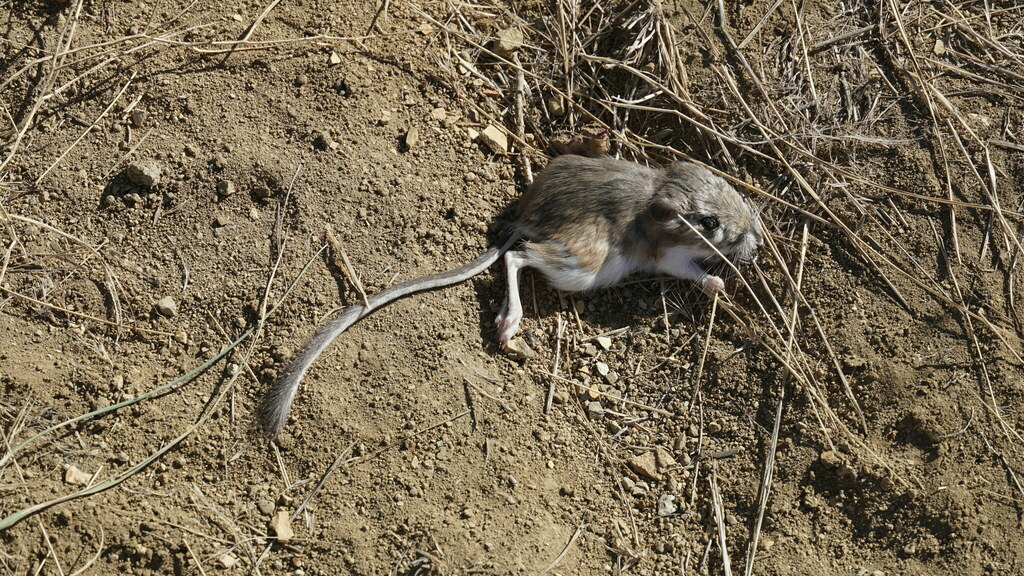 Chiseltoothed Kangaroo Rat from Malheur County, OR, USA on October 13