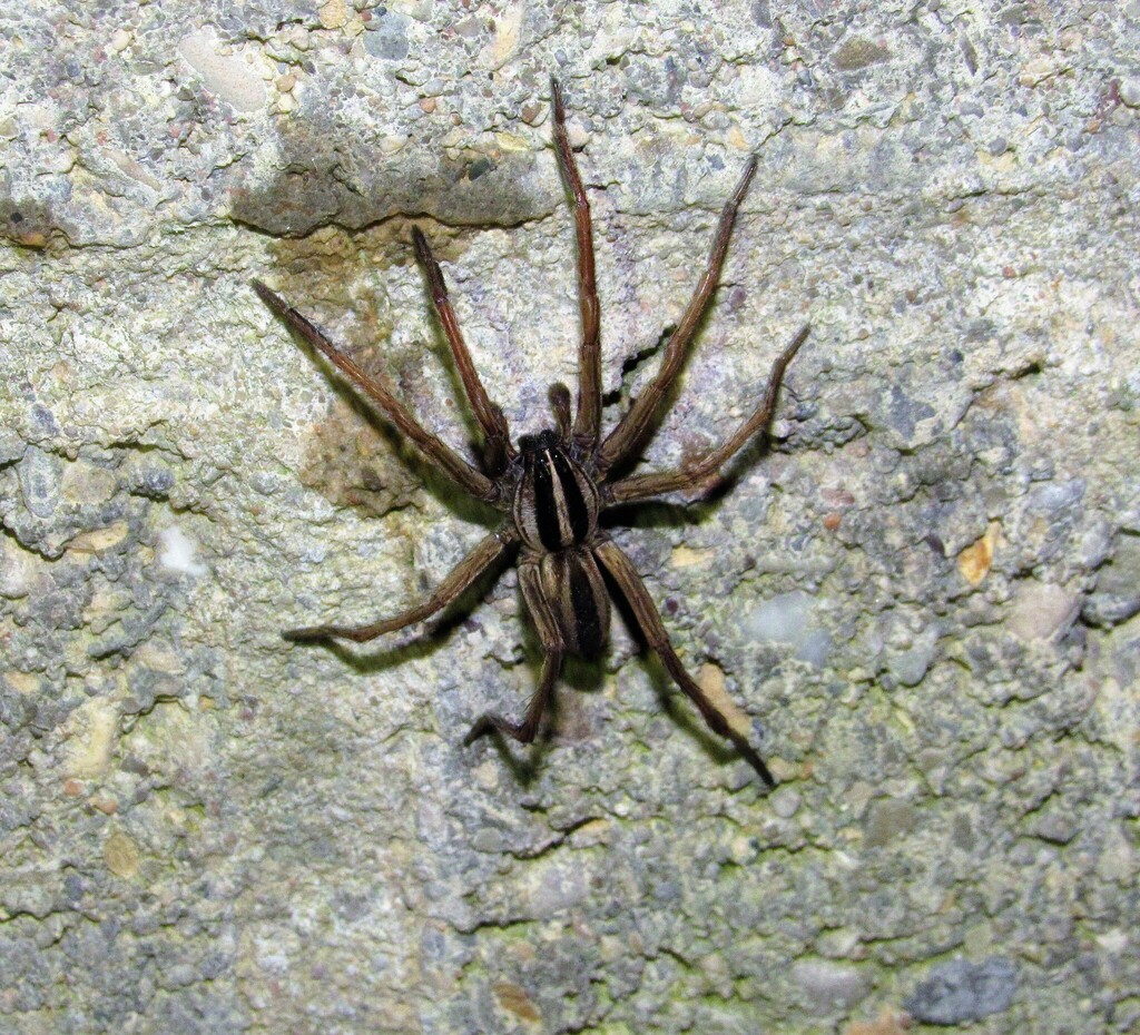 Dotted Wolf Spider from 12333 Rainbow Lake Rd, Athens, OH 45701, USA on