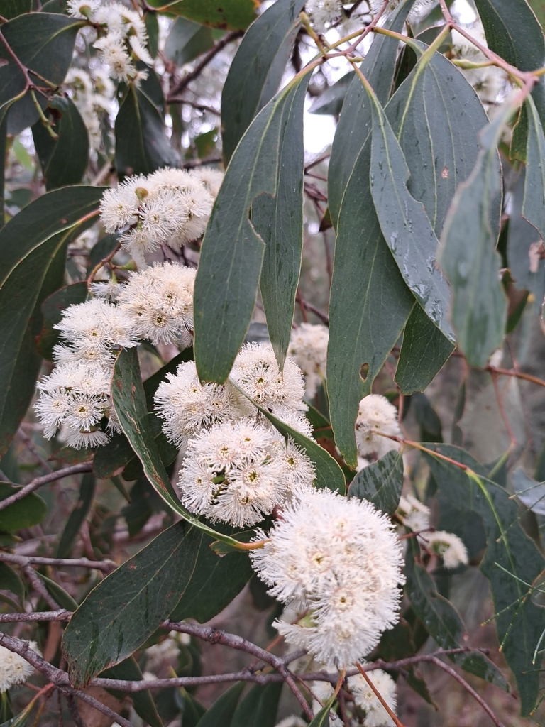 broadleaf peppermint gum from Riddells Creek VIC 3431, Australia on