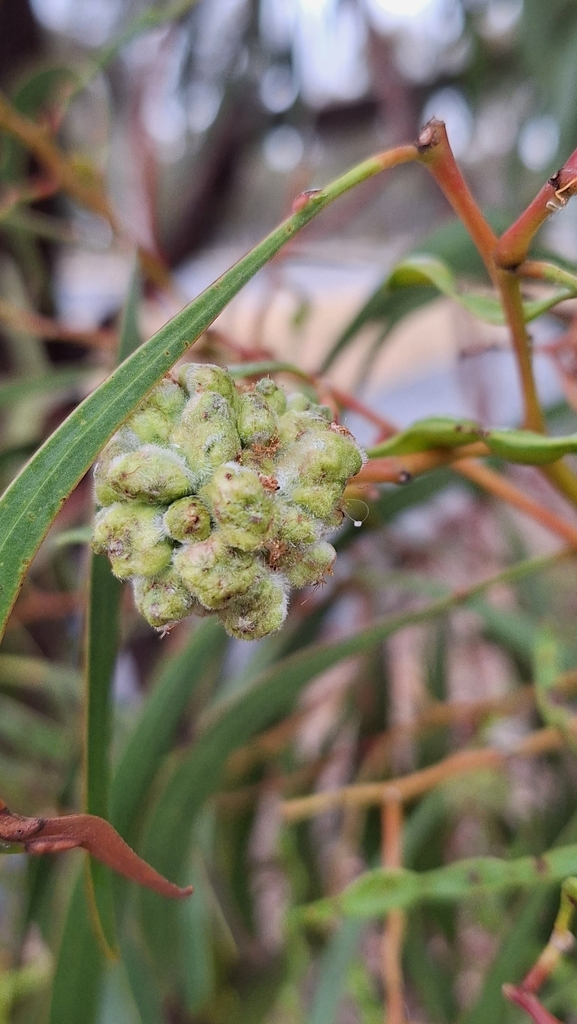 Dasineura glomerata from Stop A1 Anzac Hwy North West side, Adelaide