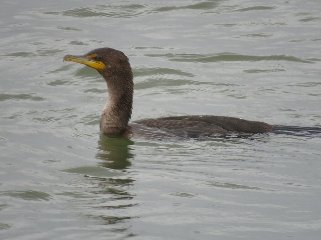 Doublecrested Cormorant from Monroe County, NY, USA on October 15