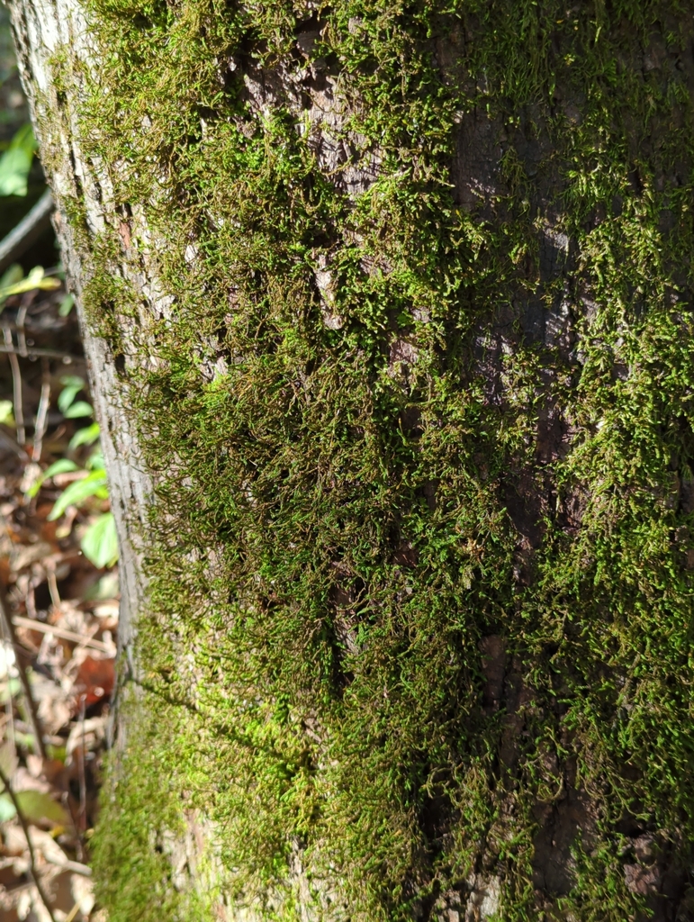 treeskirt moss from Owatonna, MN, USA on October 15, 2023 at 0346 PM