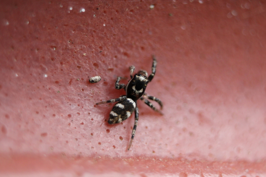 Zebra Jumping Spider in October 2023 by Matthew Lindsey · iNaturalist
