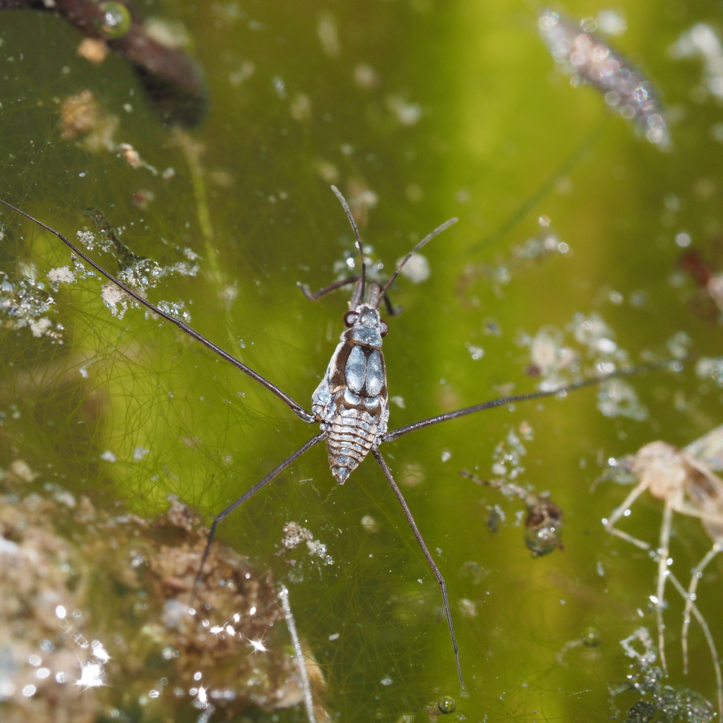 Neogerris hesione from Mertzon, TX 76941, USA on October 14, 2023 at 12