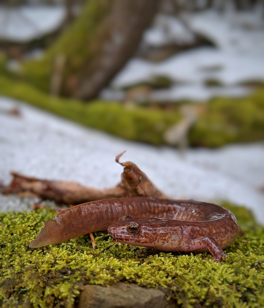 Northern Spring Salamander (Salamanders of Massachusetts
