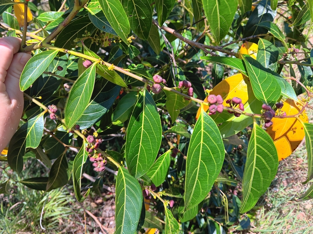 Umbrella Cheese Tree from Sempfs Rd at Panorama Drive, Dundowran Beach