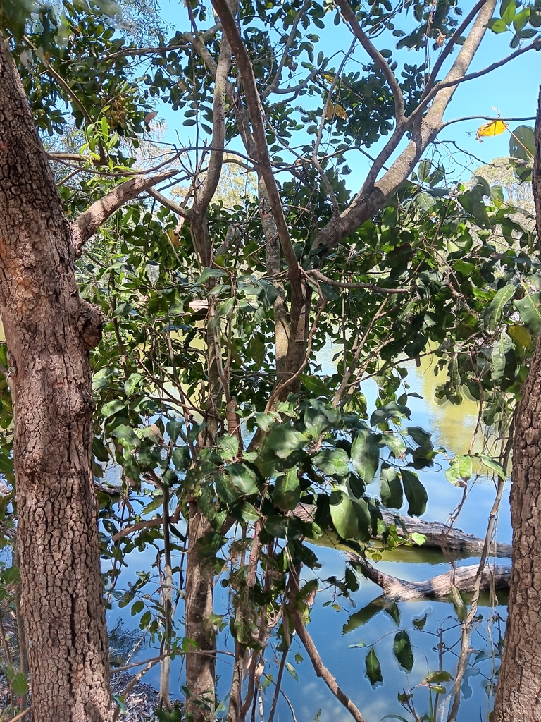 Tuckeroo from Sempfs Rd at Panorama Drive, Dundowran Beach QLD 4655