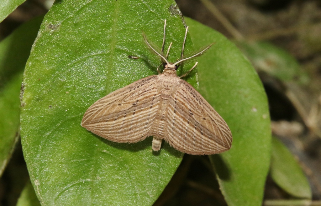 Cabbage tree moth (MacroMoths of New Zealand's North Island) · iNaturalist