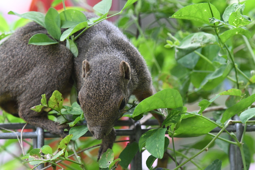 Plantain Squirrel from Perdana Botanical Gardens, Kuala Lumpur, Federal