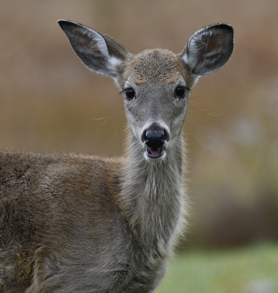 Whitetailed Deer from Elkins, WV 26241, USA on October 15, 2023 at 11