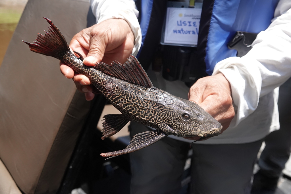 Amazon sailfin catfish from Loreto Province, Peru on October 10, 2023