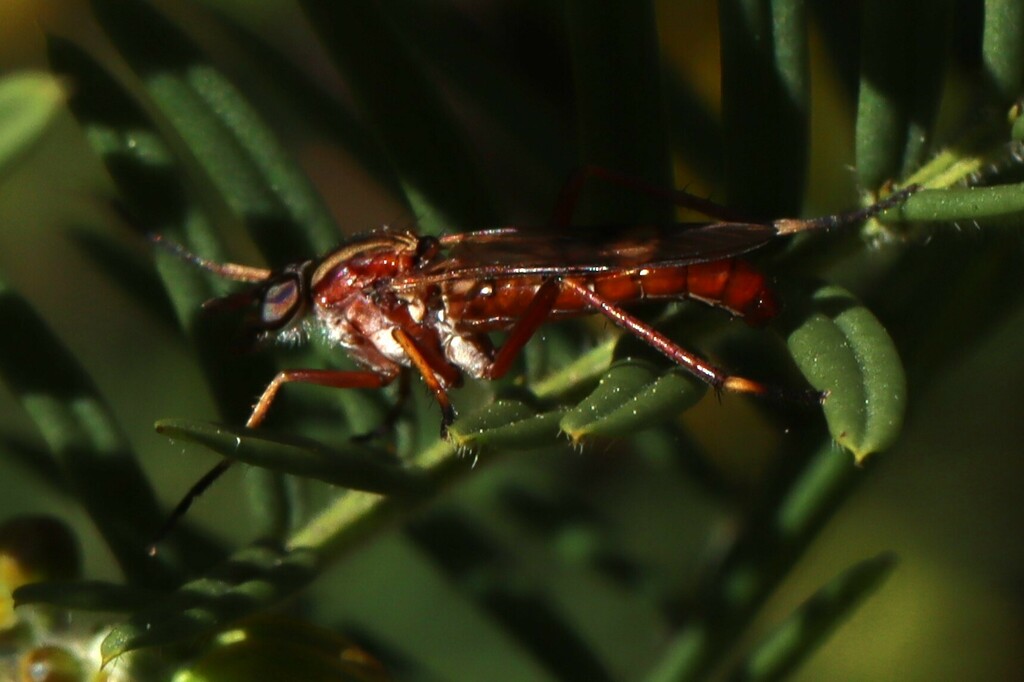Ectinorhynchus in September 2023 by Nature_Lover. Location Lower Blue