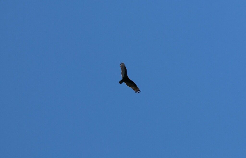 Turkey Vulture from 29 Faith Rd, Windham, NH 03087, USA on October 15