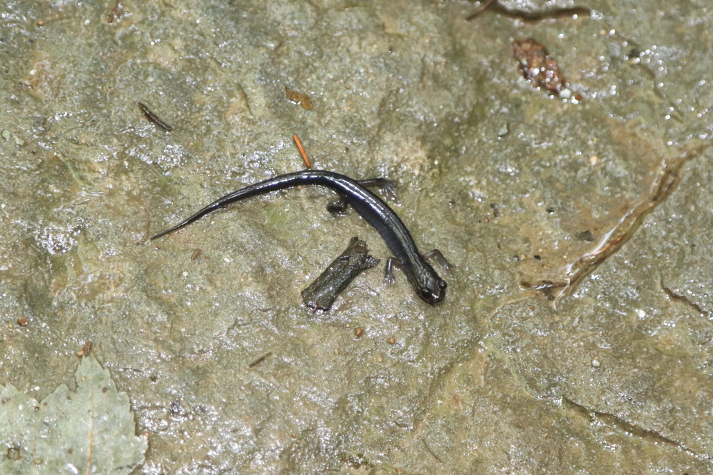 Woodland Salamanders from boone north carolina on October 12, 2023 by crandall_d_601 · iNaturalist