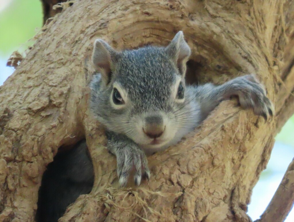 Arizona Gray Squirrel from 150 Blue Heaven Road, Patagonia, AZ 85624 on