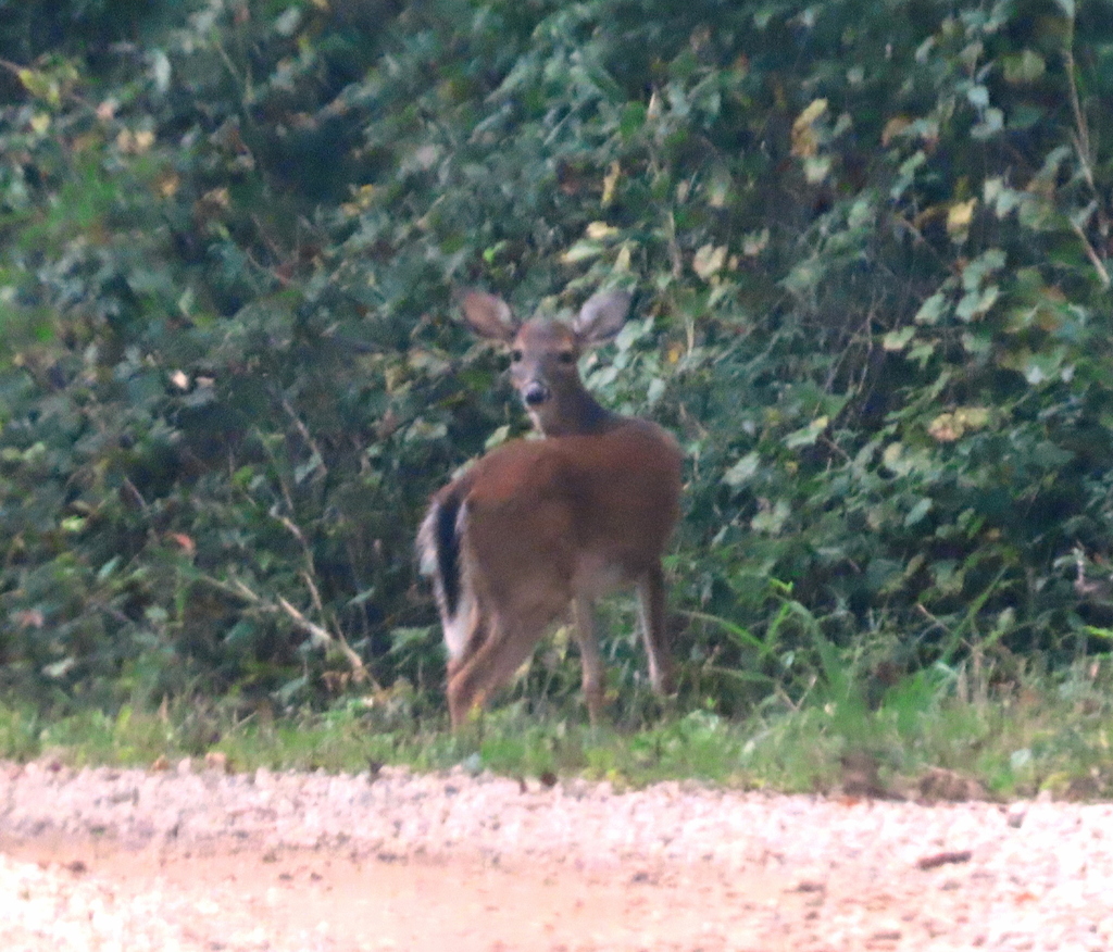 Whitetailed Deer from Tuckahoe WMA, Screven County, GA on October 15