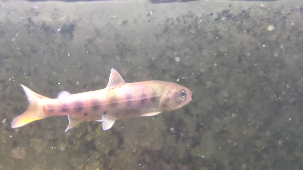 Formosan Landlocked Salmon on October 17, 2023 at 0855 AM by kyosapir