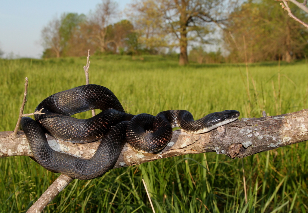 Western Ratsnake (Snakes of Louisiana) · iNaturalist