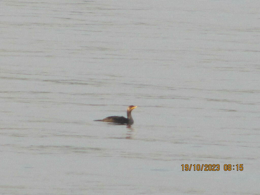 Doublecrested Cormorant from St LawrenceEast BayfrontThe Islands