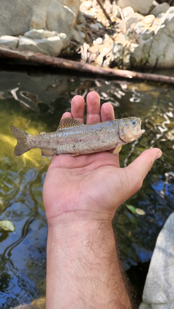 Rainbow Trout from North Arroyo, Pasadena, CA, USA on October 20, 2023