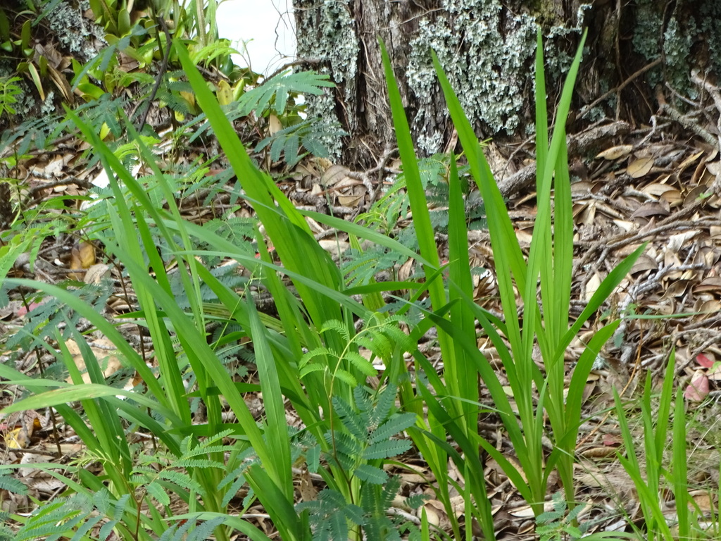 irises and allies from Orakei, Auckland, New Zealand on October 21