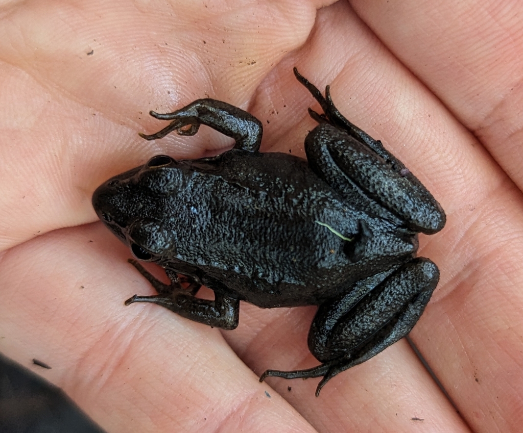 Green Frog from Shulerville, SC 29453, USA on October 22, 2023 at 0845