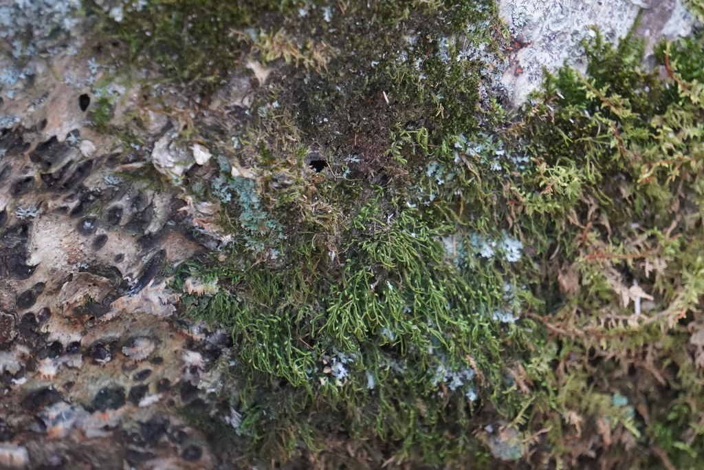 treeskirt moss from Boonton Township, NJ 07005, USA on October 22