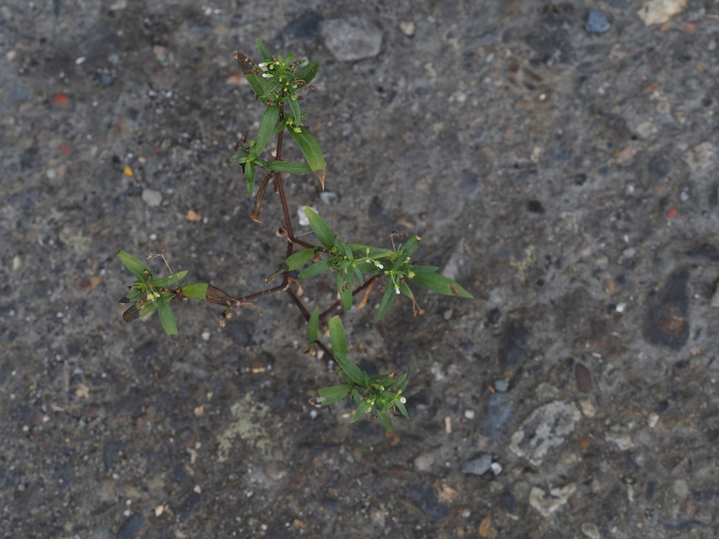 Old World Diamond Flower from 648台灣雲林縣西螺鎮西螺 on October 18, 2023 at 08