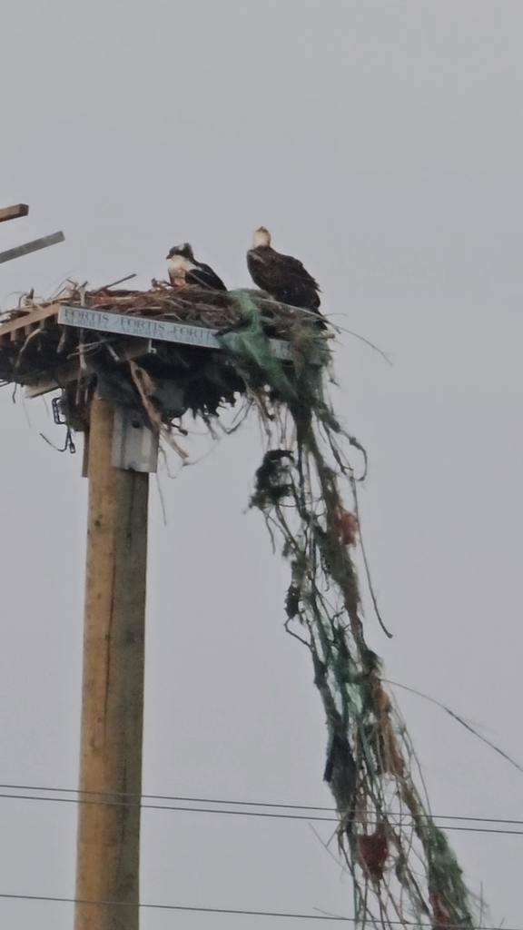 Osprey from Spring Coulee, AB T0K 2C0, Canada on August 31, 2023 at 07