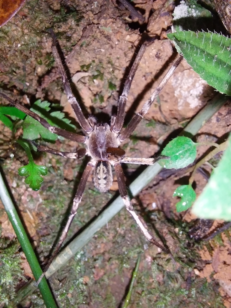 Wandering Spiders from Diego Martin Regional Corporation, Trinidad and