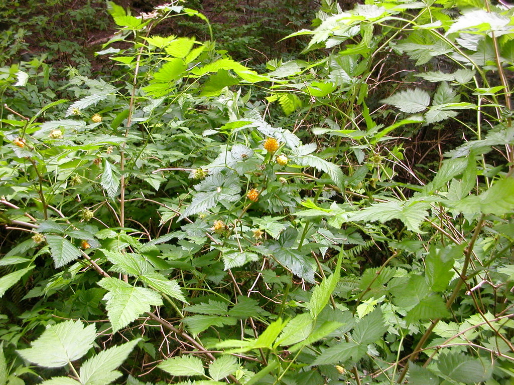 Salmonberry from Bear Creek Point, Spada Lake, Snohomish County, WA