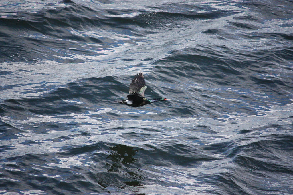 Pelagic Cormorant from Capital, BC, Canada on April 24, 2023 at 1200