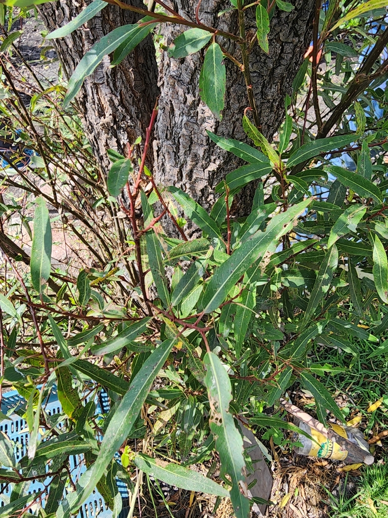 red willow from 7WH4+3C, Xochimilco, 16043 Ciudad de México, CDMX
