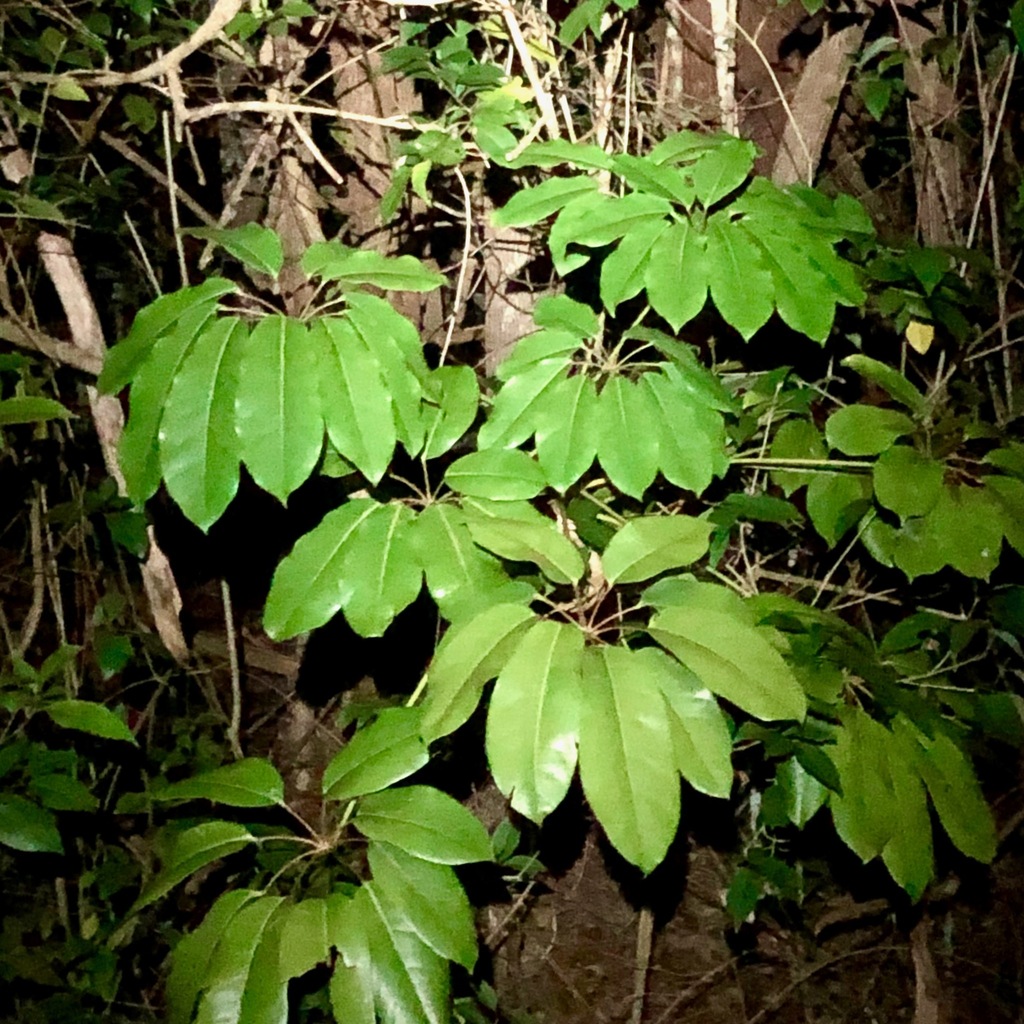Australian Umbrella Tree from Mount Warning NSW 2484, Australia on