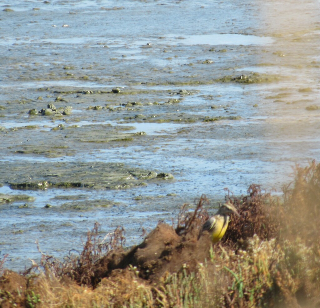 Western Meadowlark from Mountain View, CA, USA on October 3, 2023 at 11