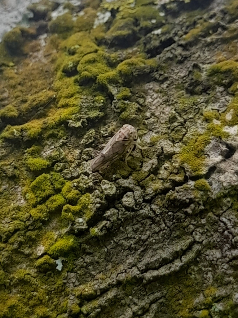 Amritodus atkinsoni from Judicial Layout, Yelahanka, Bengaluru