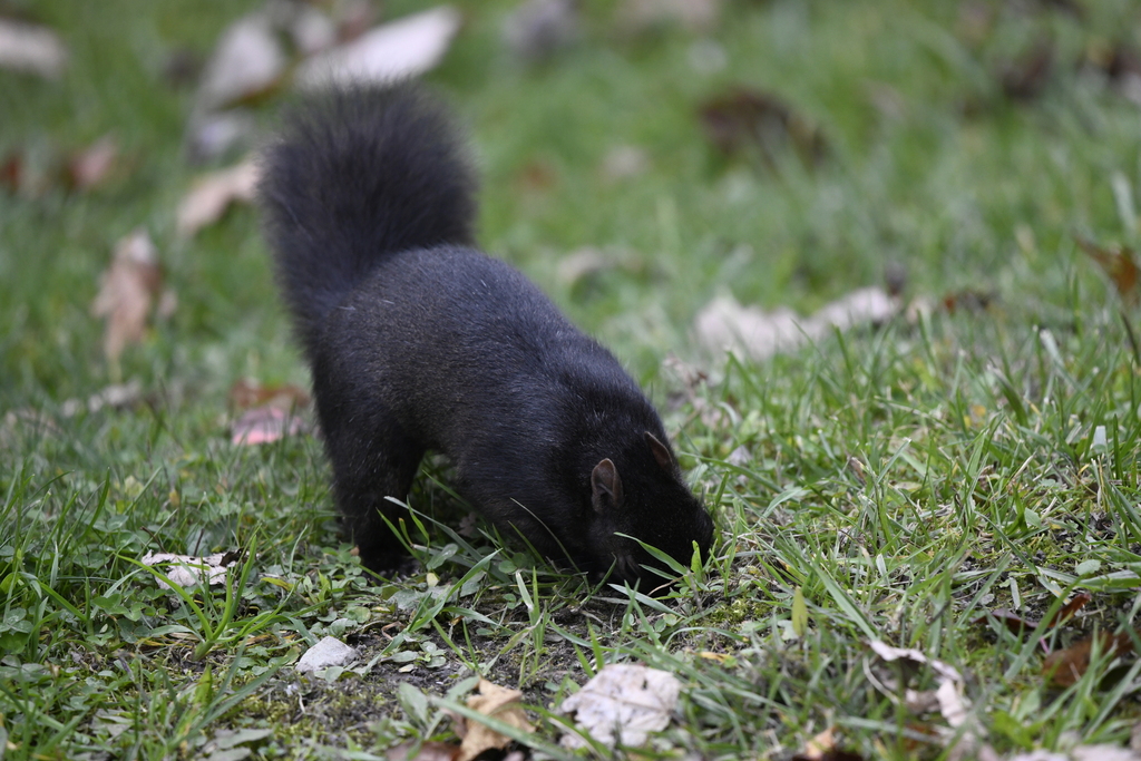 Eastern Gray Squirrel from Elkins, WV 26241, USA on October 28, 2023 at