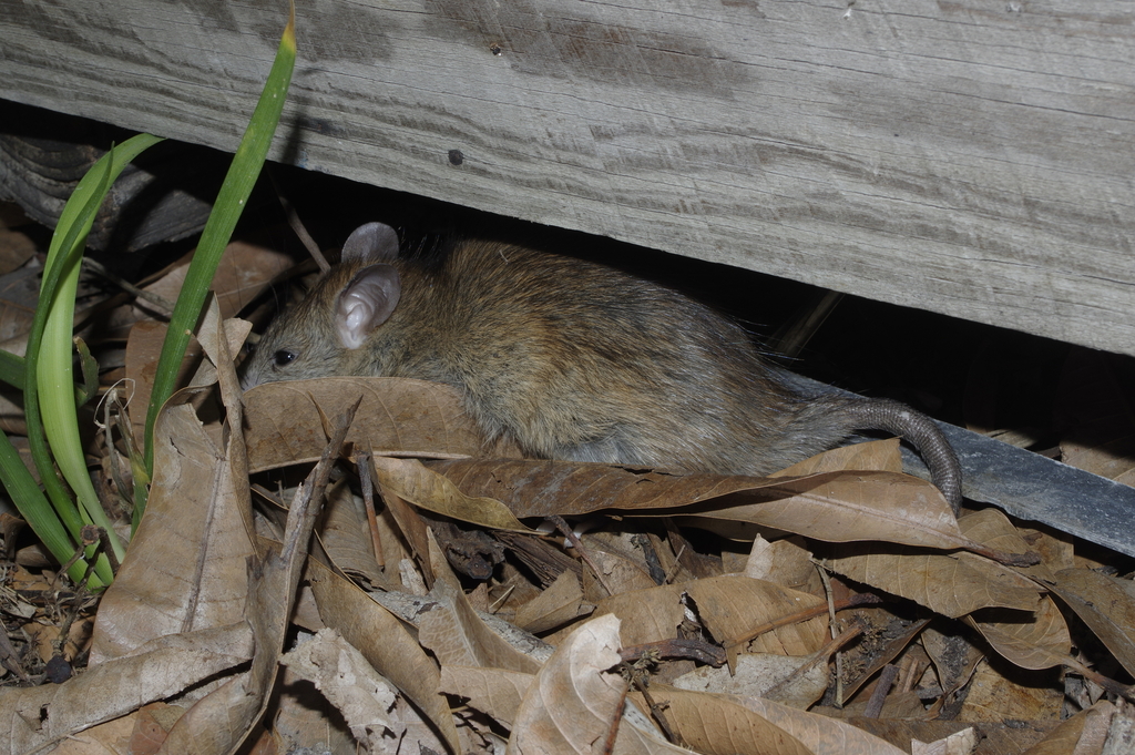 Black Rat from Maryborough QLD 4650, Australia on October 29, 2023 at