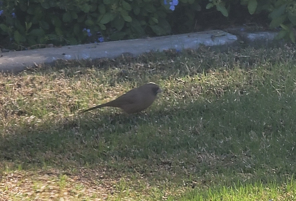 Abert's Towhee from Miramonte at the River, Tucson, AZ, USA on October