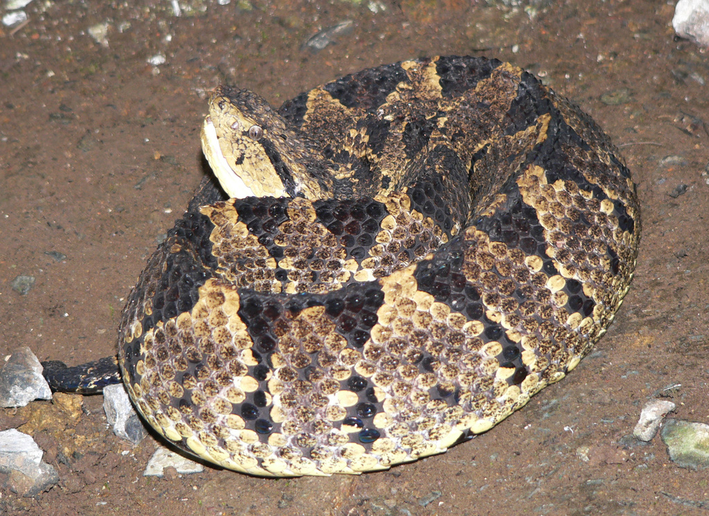 Central American Jumping Pit Viper from Santa Cruz de Yojoa, Honduras